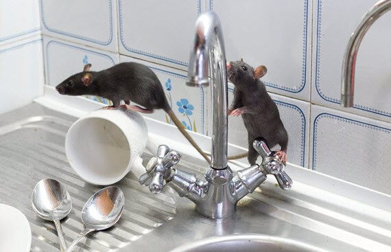 control de ratas y ratones